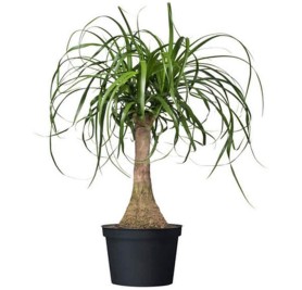 Ponytail Palm